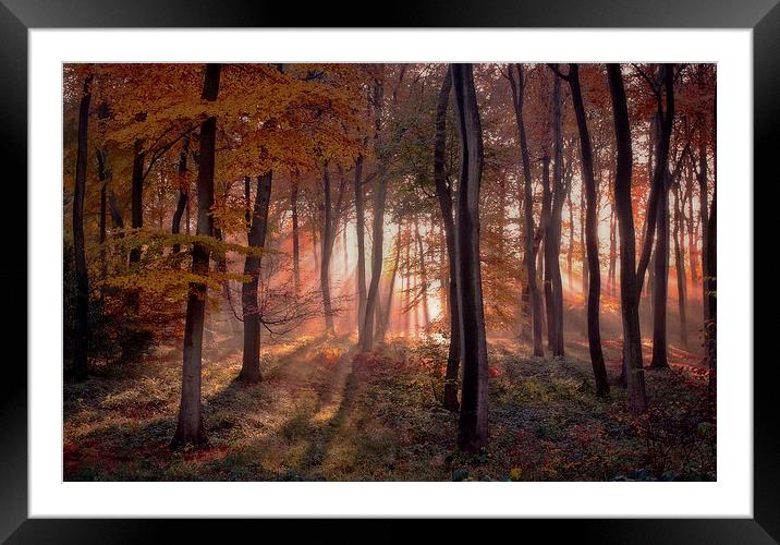 Golden Autumn Light Framed Mounted Print by Ceri Jones