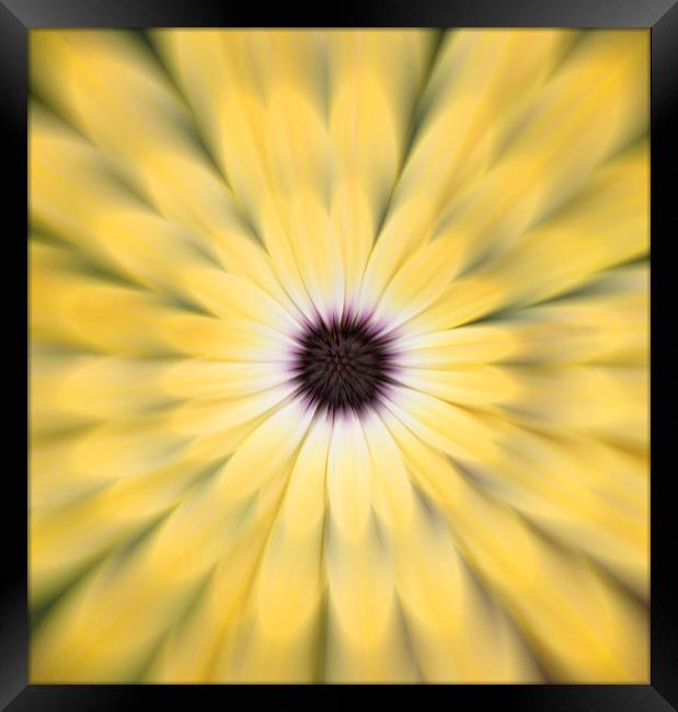 Flower Burst Framed Print by Ceri Jones