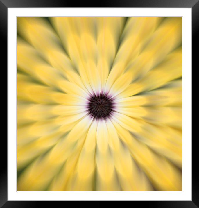 Flower Burst Framed Mounted Print by Ceri Jones