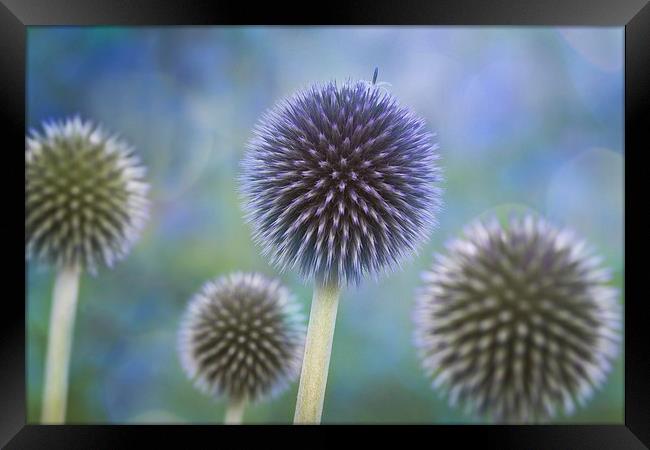 Alliums Framed Print by Ceri Jones