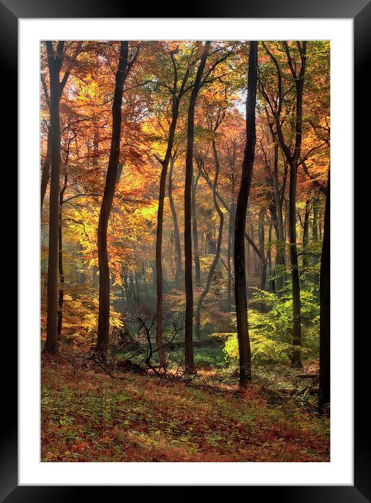 Blazing Autumn Woods Framed Mounted Print by Ceri Jones