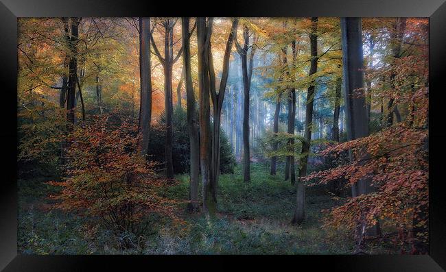 Early Autumn Morning Framed Print by Ceri Jones