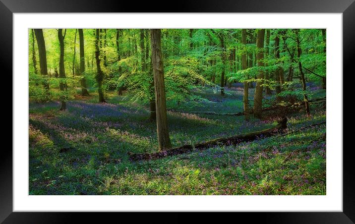 Spring Bluebells Framed Mounted Print by Ceri Jones