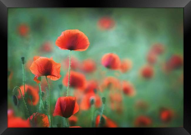 Photo-Art - Summer Poppies Framed Print by Ceri Jones