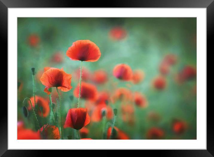 Photo-Art - Summer Poppies Framed Mounted Print by Ceri Jones
