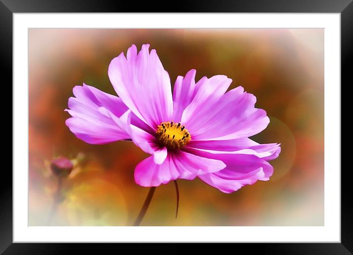 Photo-Art Cosmos flower Framed Mounted Print by Ceri Jones