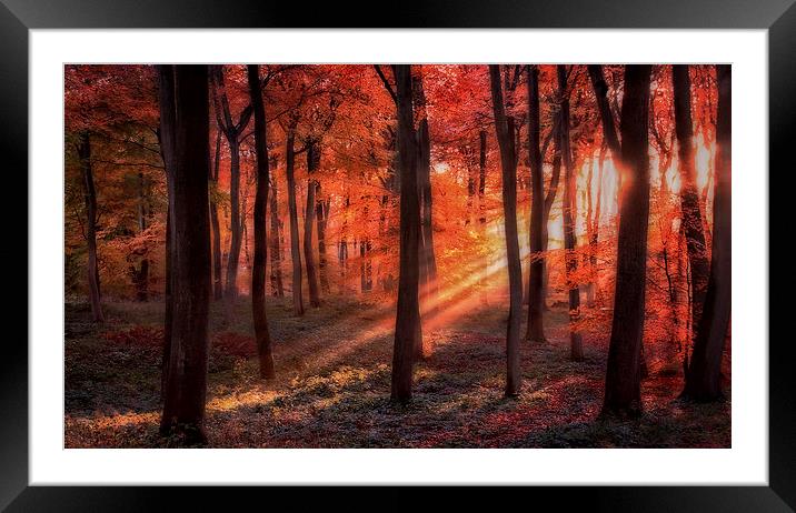 Autumn Woodland Sunlight Framed Mounted Print by Ceri Jones