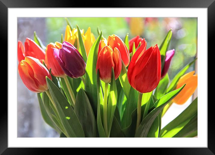 Bunch of Tulips Framed Mounted Print by Ceri Jones