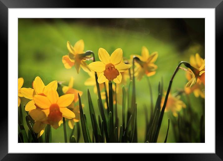 Spring daffodils Framed Mounted Print by Ceri Jones