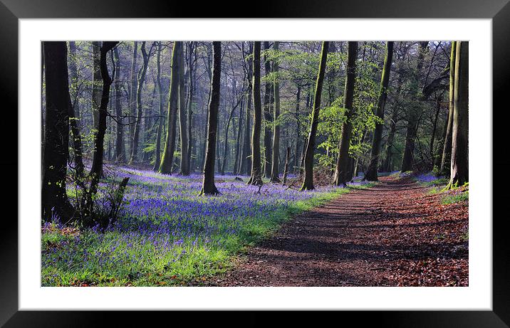 Bluebells in Spring Woodlands Framed Mounted Print by Ceri Jones
