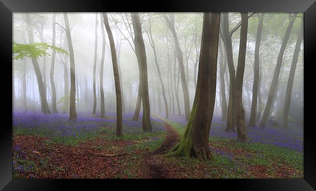 Bluebell Path in Misty Woodlands Framed Print by Ceri Jones