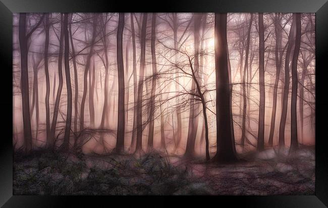  Woodland Dawn Framed Print by Ceri Jones