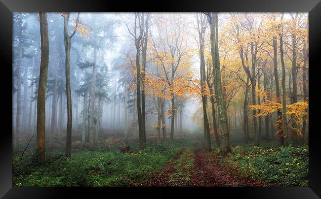  Two Woods Framed Print by Ceri Jones