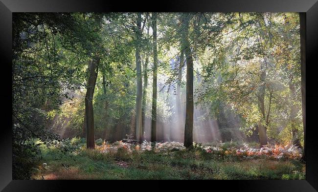  Summer Morning Woods Framed Print by Ceri Jones