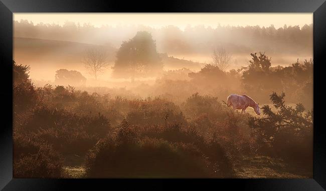  New Forest Dawn Framed Print by Ceri Jones