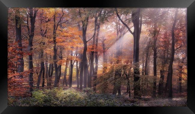 Autumn Light Framed Print by Ceri Jones