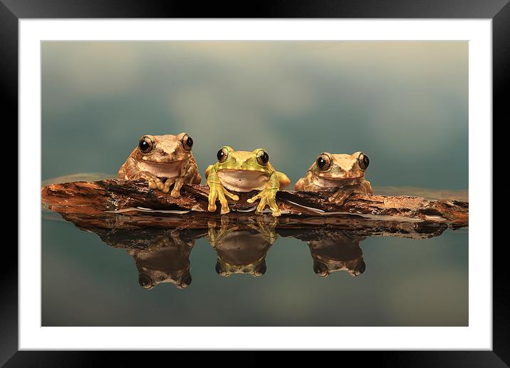  Three Peacock Tree Frogs on a rock Framed Mounted Print by Ceri Jones