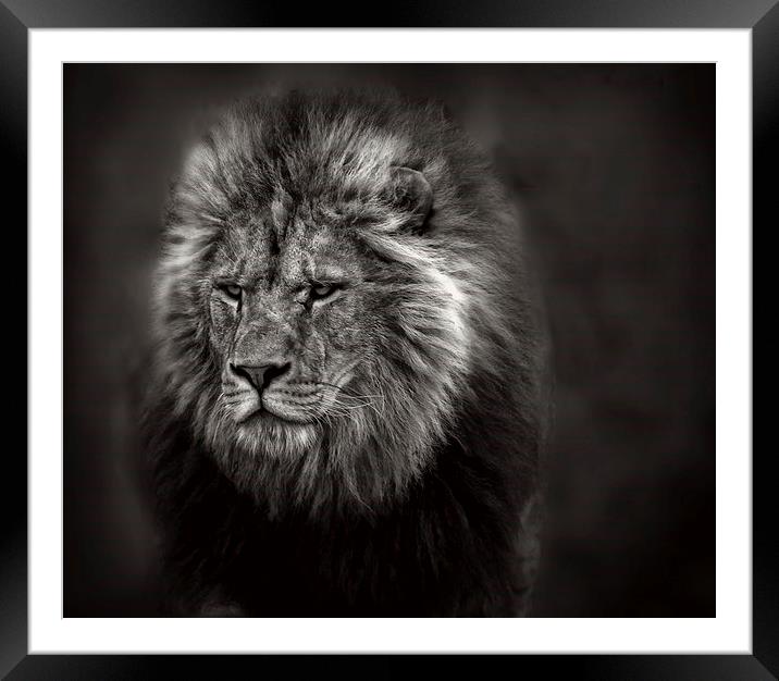  The Old Lion Framed Mounted Print by Ceri Jones