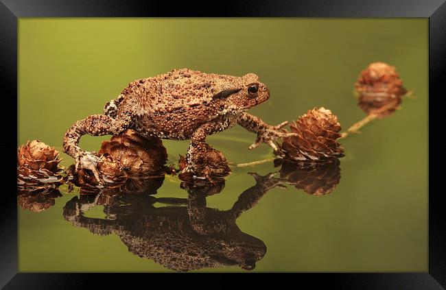  Common European Toad Framed Print by Ceri Jones