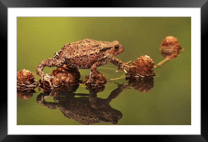  Common European Toad Framed Mounted Print by Ceri Jones