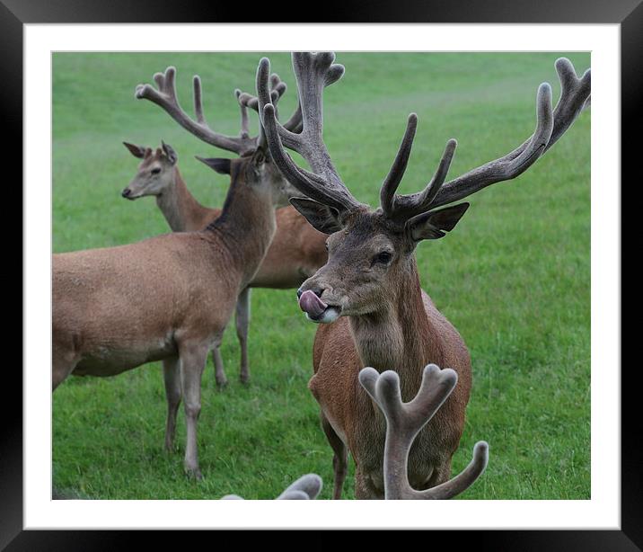  Red Deer Stag Framed Mounted Print by Ceri Jones