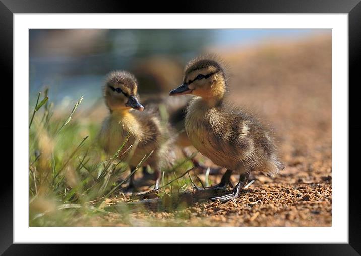  Ducklings Framed Mounted Print by Ceri Jones