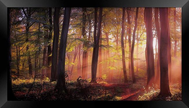  Morning Woodland Light Framed Print by Ceri Jones