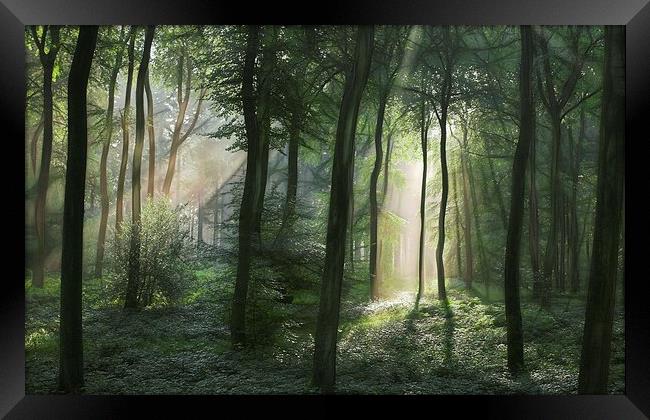  Summer Woodland Light Framed Print by Ceri Jones