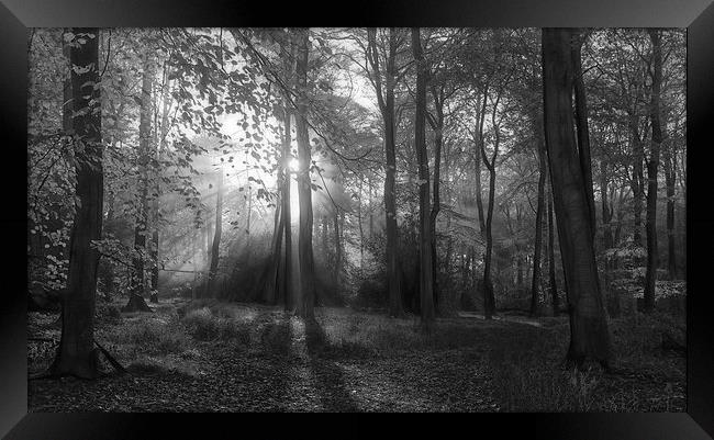  Misty Morning Woodlands B&W Framed Print by Ceri Jones