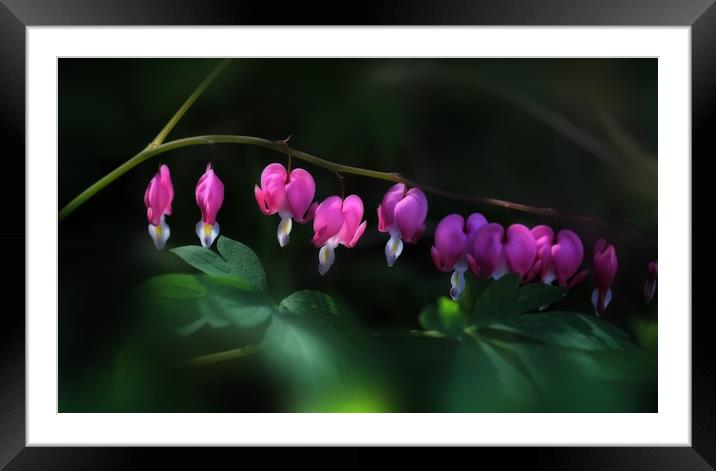 Bleeding Hearts Framed Mounted Print by Ceri Jones