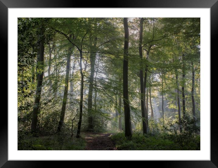 Morning Woodlands Framed Mounted Print by Ceri Jones