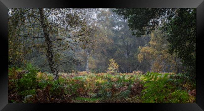 Autumn Hues Framed Print by Ceri Jones