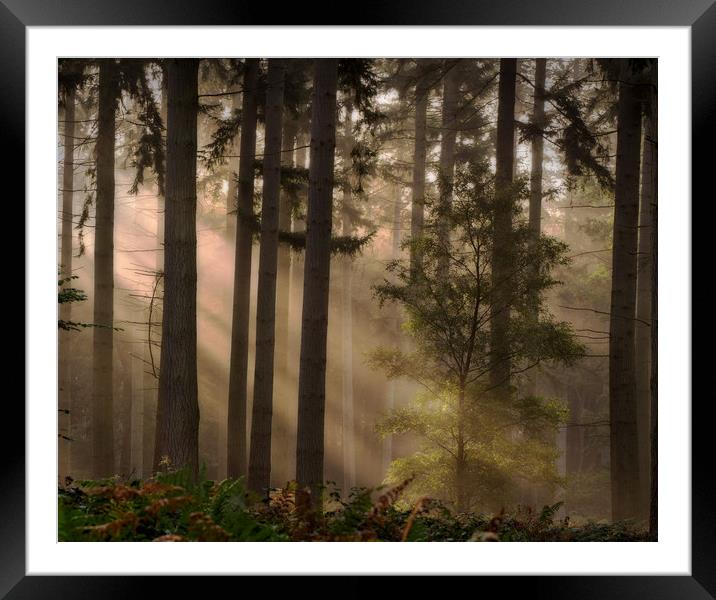 Pine Woodlands Framed Mounted Print by Ceri Jones