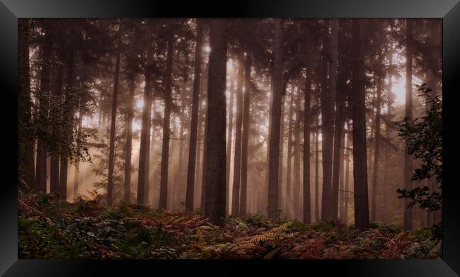 Morning Pine Woodlands Framed Print by Ceri Jones