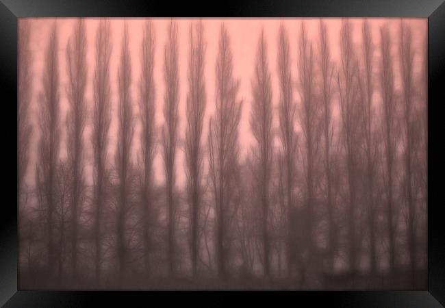 Trees in the Mist Framed Print by Ceri Jones