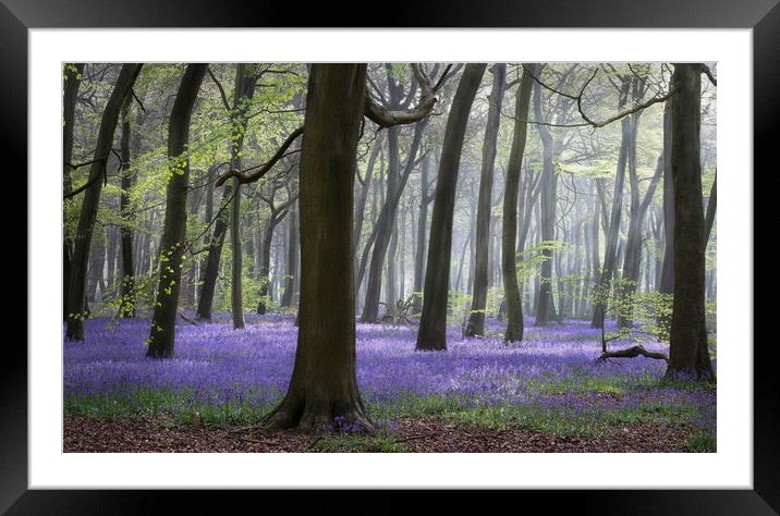Morning Bluebell Woods Framed Mounted Print by Ceri Jones