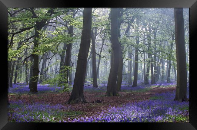 Spring Bluebell Woodlands Framed Print by Ceri Jones