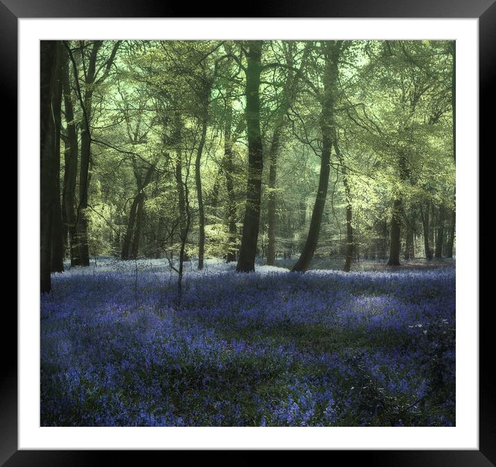 Evening Bluebell Woods Framed Mounted Print by Ceri Jones