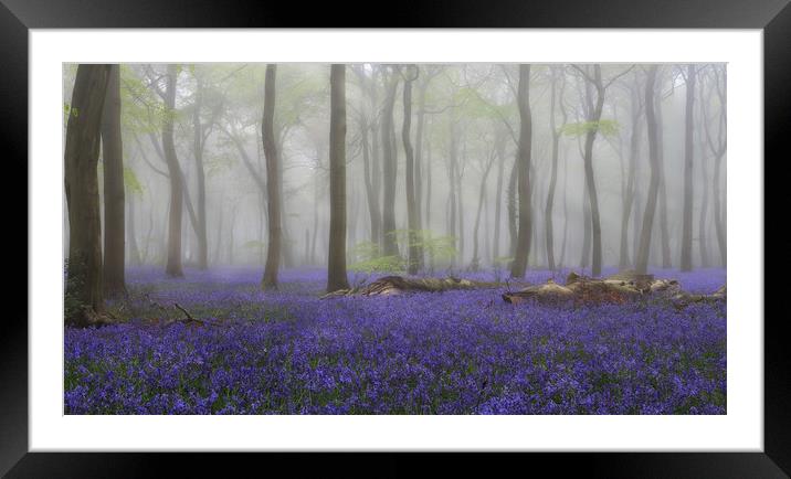 Misty Bluebell Woodlands Framed Mounted Print by Ceri Jones