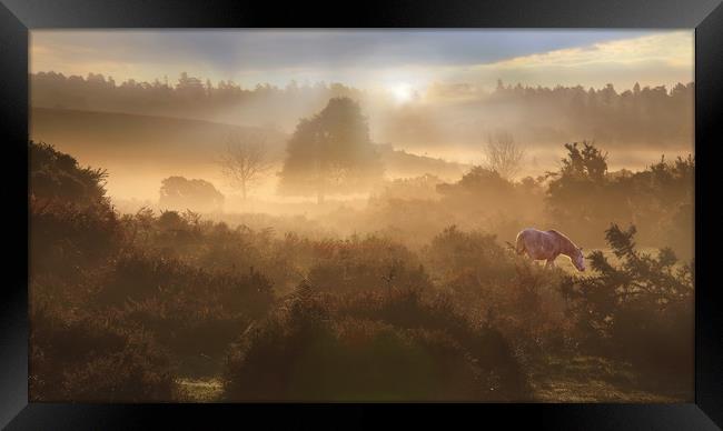 New Forest Dawn Framed Print by Ceri Jones
