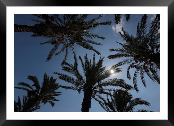 Palm Trees Framed Mounted Print by Ceri Jones