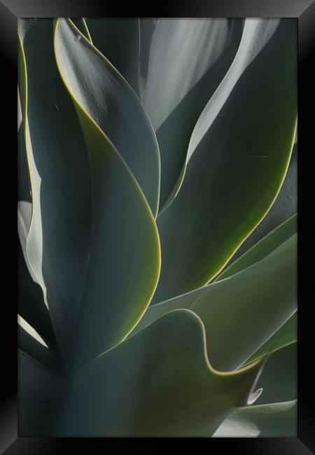 Cactus Leaves Framed Print by Ceri Jones
