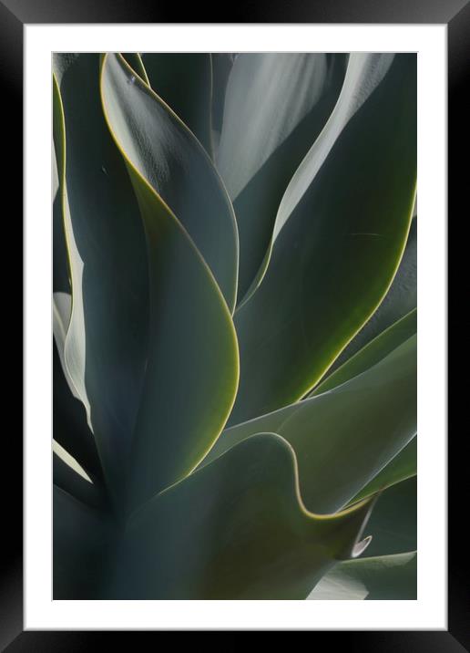 Cactus Leaves Framed Mounted Print by Ceri Jones