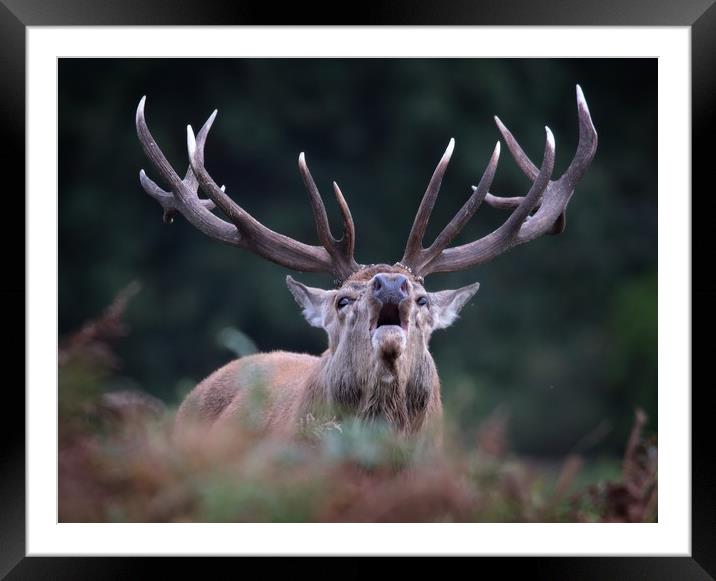 Bellowing Red Stag Framed Mounted Print by Ceri Jones