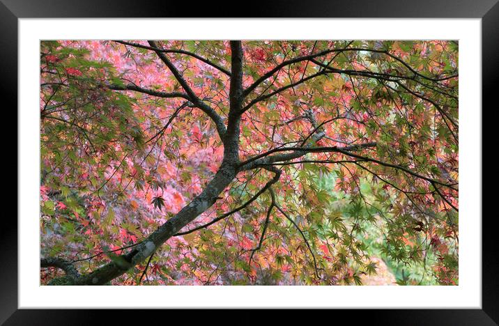 Autumn Leaves Framed Mounted Print by Ceri Jones