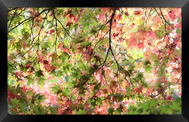 Glorious Autumn  Framed Print by Ceri Jones