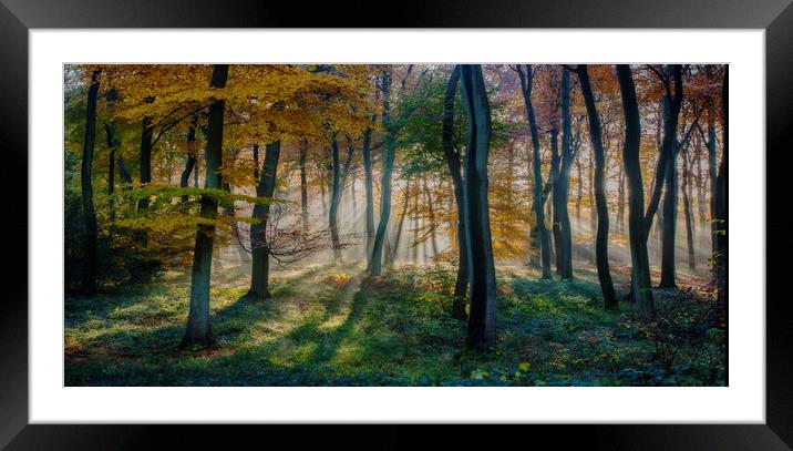 Morning Autumn Woods Framed Mounted Print by Ceri Jones