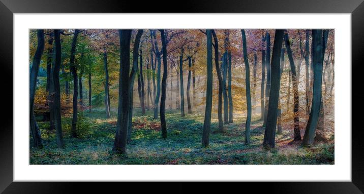 Forest Dawn Framed Mounted Print by Ceri Jones
