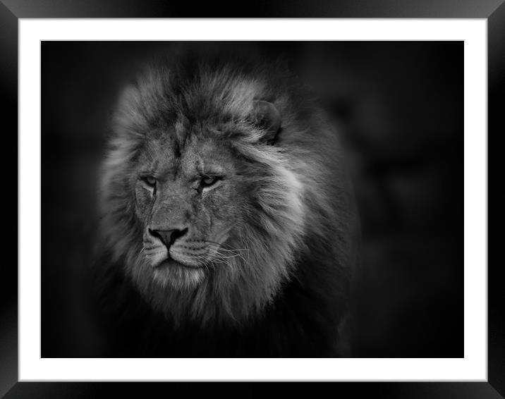 The Lion Framed Mounted Print by Ceri Jones