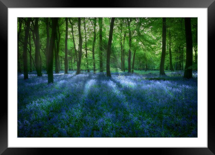 Evening Bluebells Framed Mounted Print by Ceri Jones